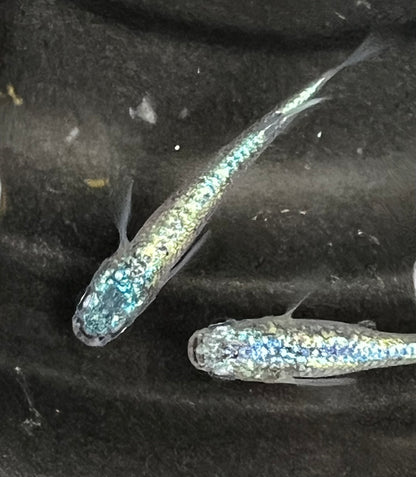 【画像現物】BLC ネプチューン メダカ ペア販売｜死着保証付き｜岬メダカ